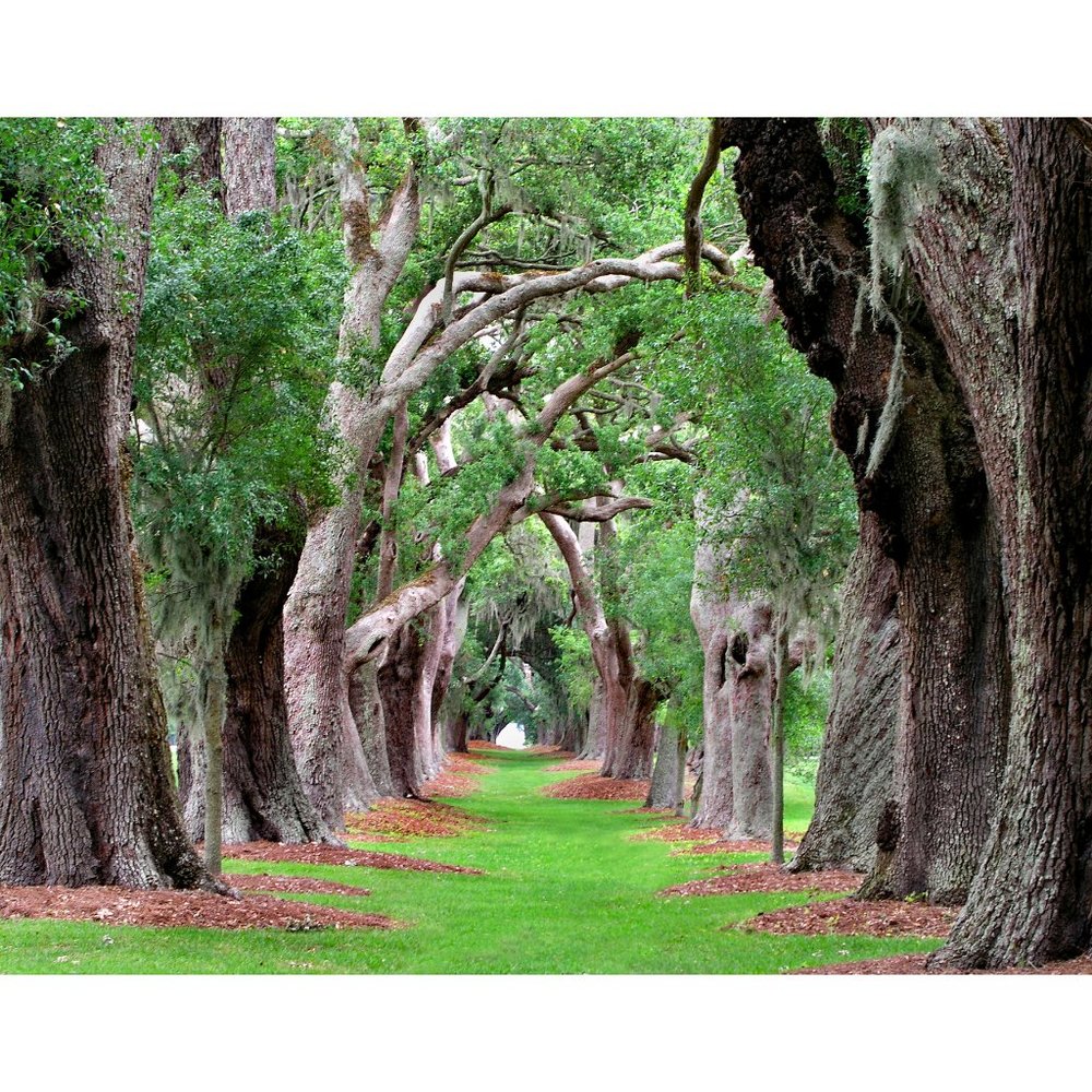 Row of Trees  11 x 14 print